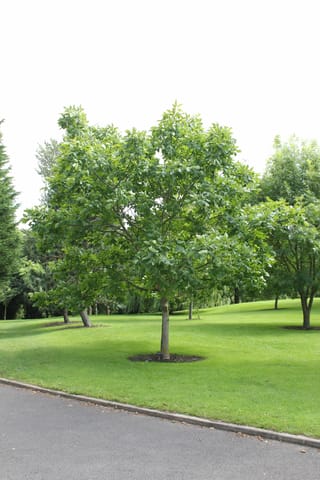Juglans regia 'Wilson's Wonder' (English walnut), a young tree with a single trunk and rounded green canopy, growing on a park lawn beside a path.
