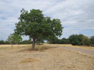 Walnut 'Wilson's Wonder' (English Walnut), a mature tree with a broad green canopy beside a sealed path, in dry golden grass under a cloudy sky.
