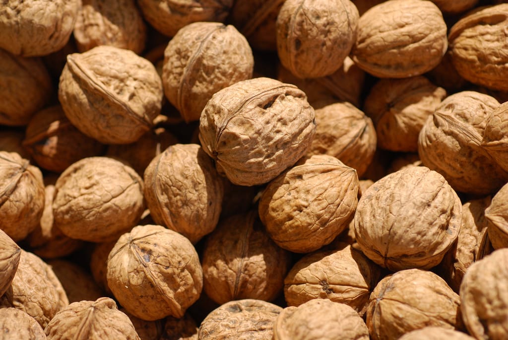 Juglans regia 'Wilson's Wonder' English walnut, a pile of harvested in-shell nuts with wrinkled, light brown shells in bright sunlight.