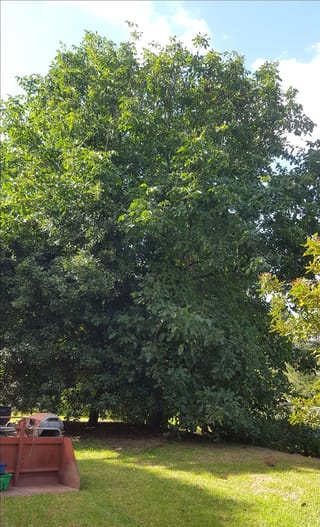 Mature Walnut 'Wilson's Wonder' (English Walnut), a large tree with a dense, rounded canopy of green leaves, growing on a sunny lawn beside a red tractor bucket.