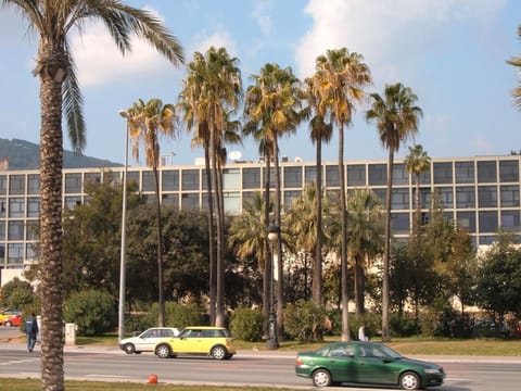 Washingtonia robusta