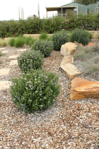 Westringia 'Aussie Box' (Coastal Rosemary), a row of rounded shrubs with small lilac flowers, planted in wood-chip mulch beside sandstone boulders.