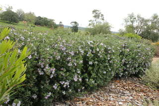 Westringia 'Aussie Box' (Coastal Rosemary) forming a low, dense hedge of dark green foliage covered in small pale lilac flowers, edged with bark mulch.