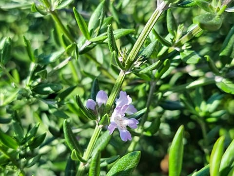 Westringia 'Aussie Box'