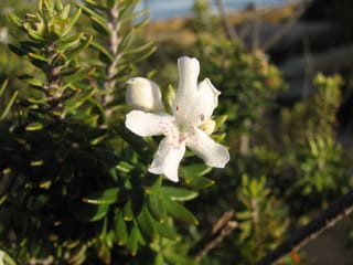 Westringia fruticosa (Coastal Rosemary) with a white flower spotted pink in the throat, beside a rounded bud and narrow green leaves in whorls.