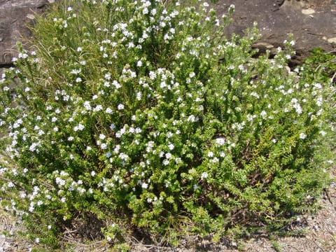 Westringia fruticosa