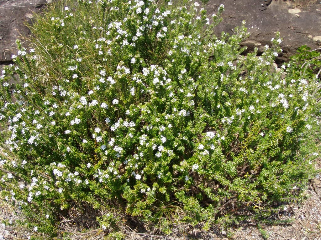 Westringia fruticosa (Coastal Rosemary) shrub covered in small white flowers among green needle-like foliage, growing beside a rock face.