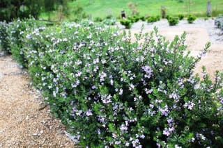Westringia 'Naringa' (Coastal Rosemary) forming a dense, rounded hedge covered in small pale lilac flowers, beside a gravel path with a green paddock behind.