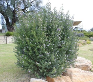 Westringia 'Naringa' (Coastal Rosemary), a dense upright shrub with grey-green foliage and small pale lilac flowers, growing on a lawn beside sandstone boulders.