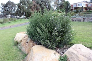 Westringia 'Naringa' (Coastal Rosemary), a dense rounded shrub with grey-green foliage and small pale lilac flowers, growing among sandstone boulders beside a lawn.