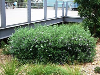 Westringia 'Naringa' (Coastal Rosemary), a dense rounded grey-green shrub dotted with small pale mauve flowers, planted beside a raised deck with mulch and grasses.
