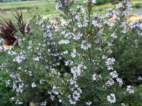 Westringia 'Naringa'