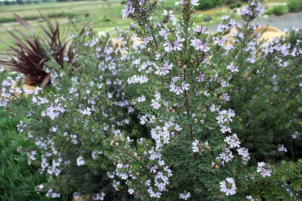 Westringia 'Naringa' (Coastal Rosemary) shrub covered in small pale mauve flowers on upright stems with grey-green foliage, beside a dark red-leaved plant.