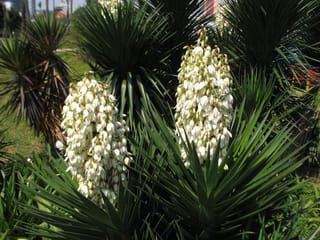 Yucca gigantea (Giant Yucca) with upright clusters of creamy white bell-shaped flowers rising above rosettes of dark green, sword-shaped leaves.
