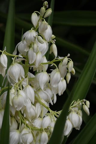 Yucca gigantea (Giant Yucca) flower panicle with drooping creamy white bell-shaped blooms and buds on green stems, against dark strap-like leaves.