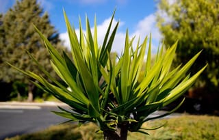 Yucca gigantea (Giant Yucca) rosette of bright green, sword-shaped leaves on a thick trunk, with blurred trees and blue sky behind.