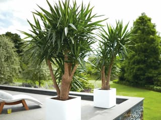 Yucca gigantea (Giant Yucca) with branching trunks and sword-shaped green leaves, growing in white square pots on a stone terrace beside a lawn.