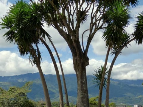 Yucca gigantea