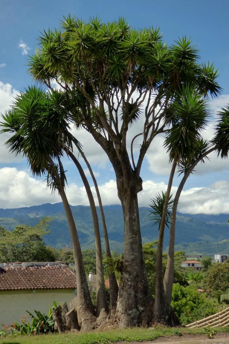 Yucca gigantea (Giant Yucca), a mature tree with thick grey trunks branching into rosettes of dark green sword-shaped leaves, beside a tiled-roof building with hills behind.