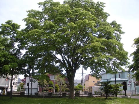 Zelkova serrata