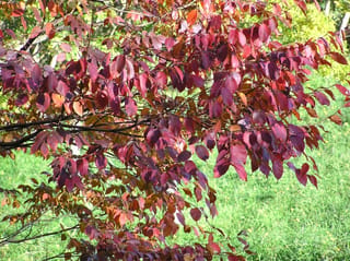 Zelkova serrata (Japanese Elm) branches with serrated leaves in autumn shades of crimson, burgundy and orange, set against green grass.
