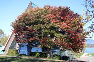 Zelkova serrata (Japanese Elm), a broad spreading tree with foliage turning from green to red and orange in autumn, beside a glass-fronted building near the water.