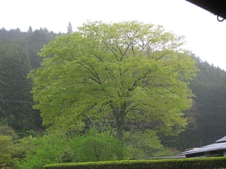 Zelkova serrata (Japanese Elm), a mature spreading tree in fresh spring-green leaf, standing before a dark forested hillside beside a hedge and rooftop.