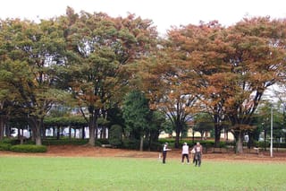 Zelkova serrata (Japanese Elm) trees with spreading, vase-shaped crowns in orange and green autumn foliage, above a lawn where three people stand.