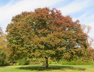 Mature Zelkova serrata (Japanese Elm) with a broad spreading crown turning green to russet-red in autumn, standing on a park lawn beside a bench.