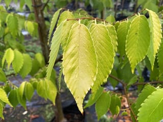 Zelkova serrata 'Kiwi Sunset' (Japanese Elm) with serrated yellow-green leaves hanging from slender branches, with a young trunk behind in a nursery.