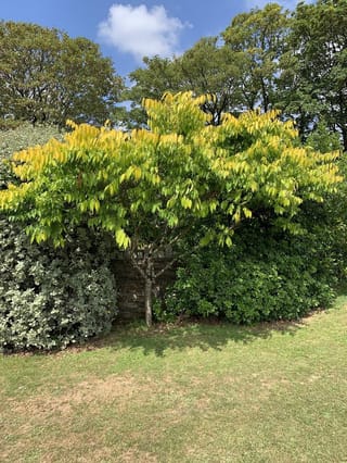 Zelkova serrata 'Kiwi Sunset' (Japanese Elm) with a spreading canopy of yellow-green leaves, growing on a lawn in front of a stone wall and shrubs.