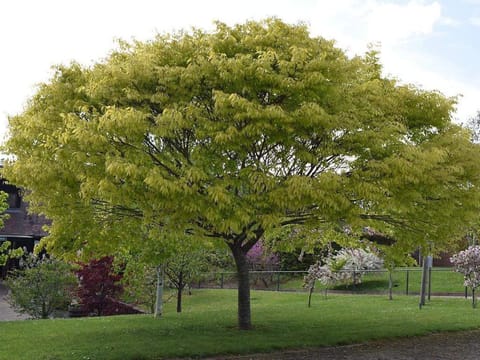 Zelkova serrata 'Kiwi Sunset'