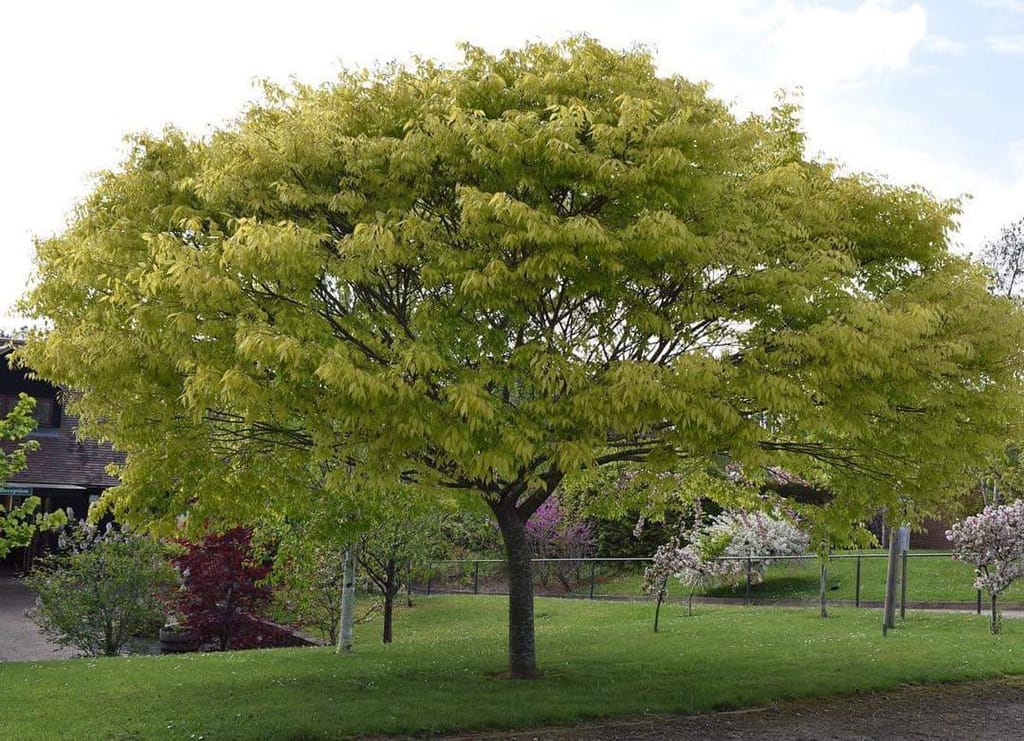 Zelkova serrata 'Kiwi Sunset' (Japanese Elm) as a mature tree with a broad, spreading canopy of yellow-green leaves, standing on a lawn with flowering trees nearby.
