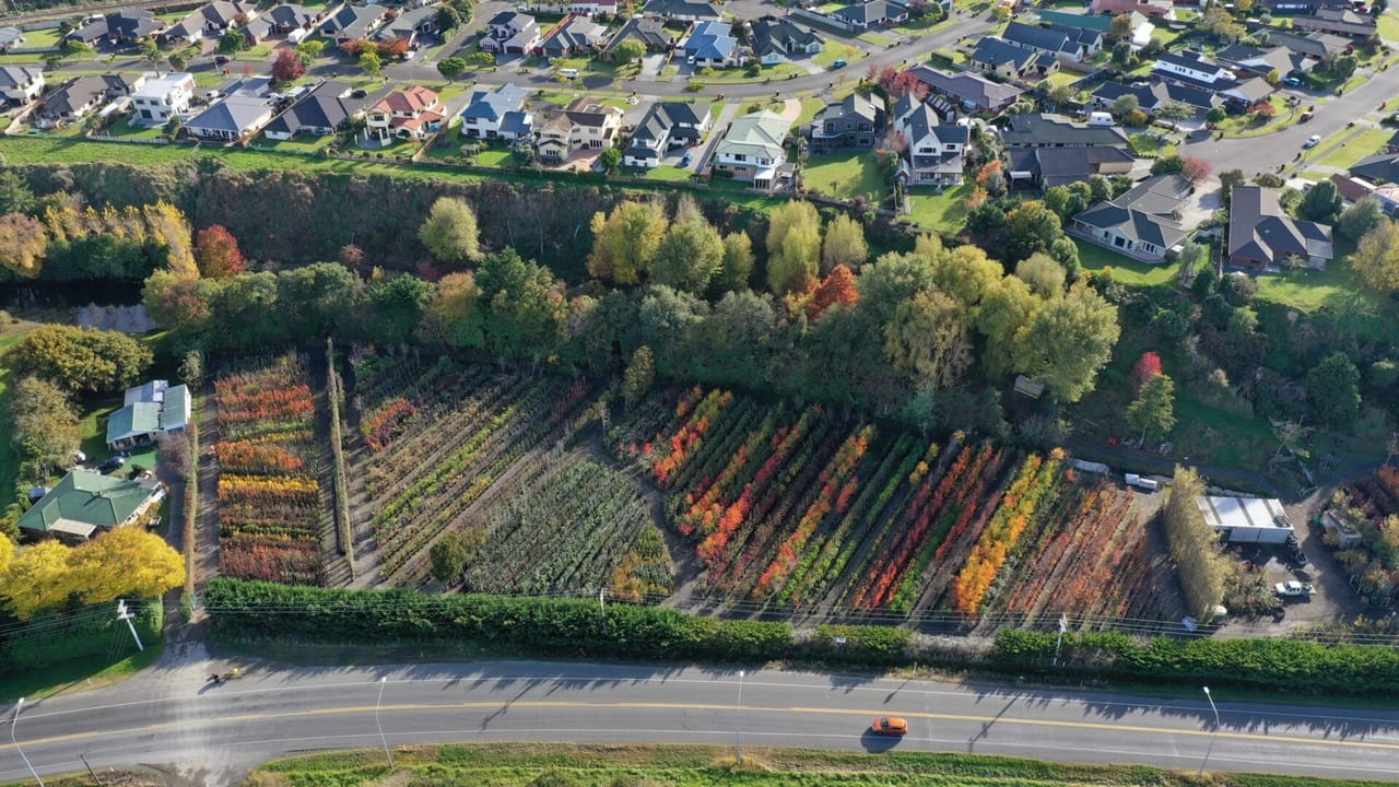 Aerial view of Leafland trees in autumn colors, nestled between a residential area and a road. Rows of vibrant trees display shades of red, orange, and yellow.