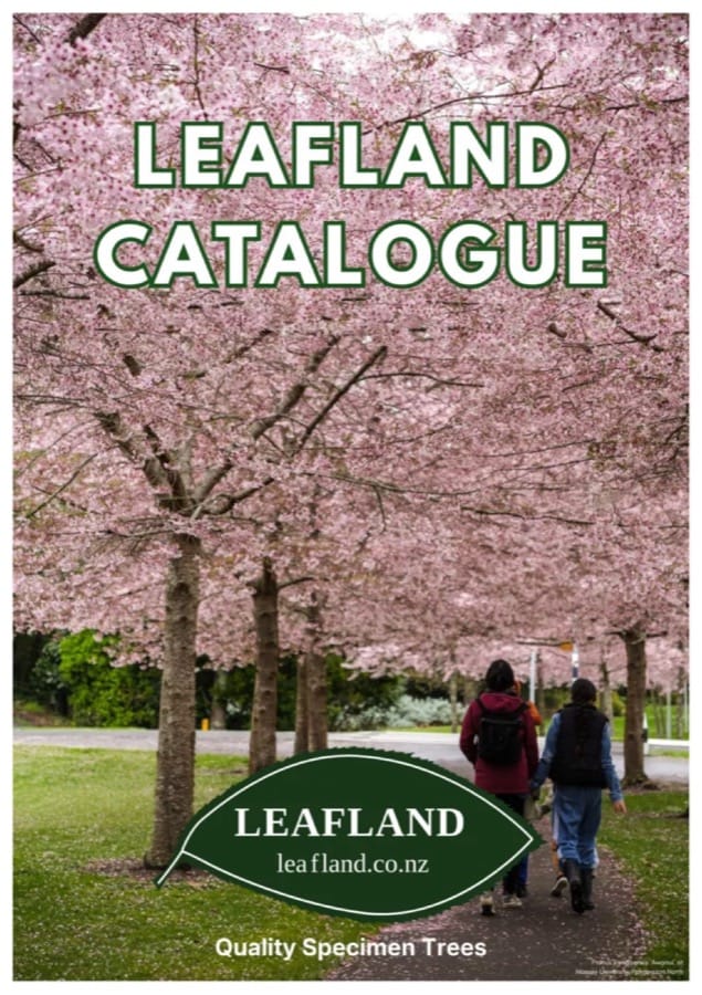 Leafland Catalogue: A picturesque tree-lined path with blooming pink cherry blossom trees, leading two people away from the viewer. Features "Leafland catalogue leafland.co.nz" and "Quality Specimen Trees.