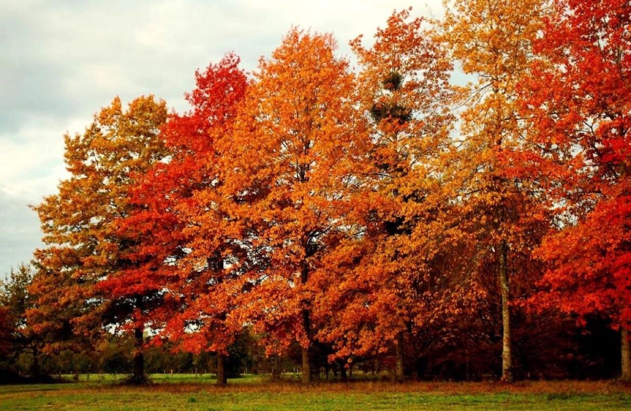 Quercus palustris (Pin Oak) Autumn