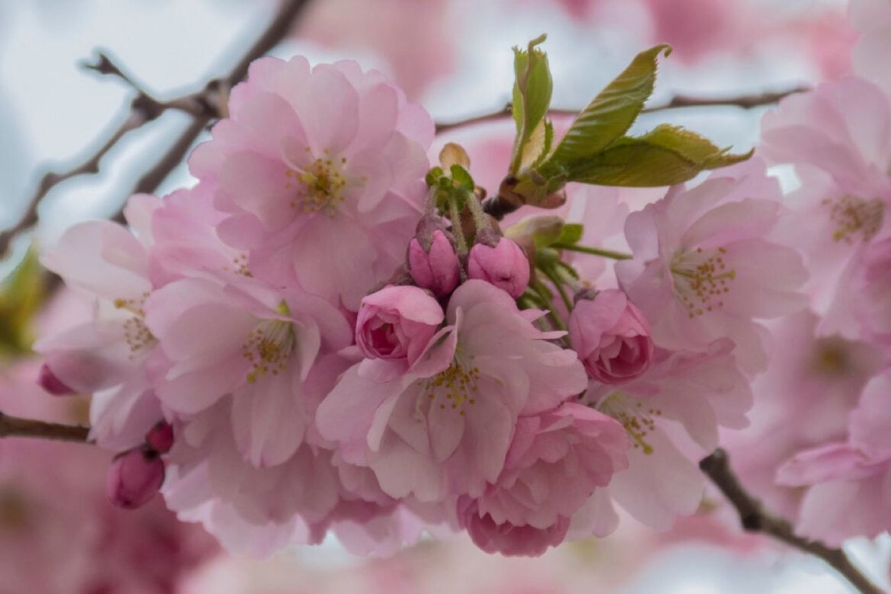 Close-up of a cluster of delicate pink cherry blossoms on a branch, with a few budding green leaves visible. The soft focus highlights the beauty of these spring flowers, perfect for a Leafland home garden.