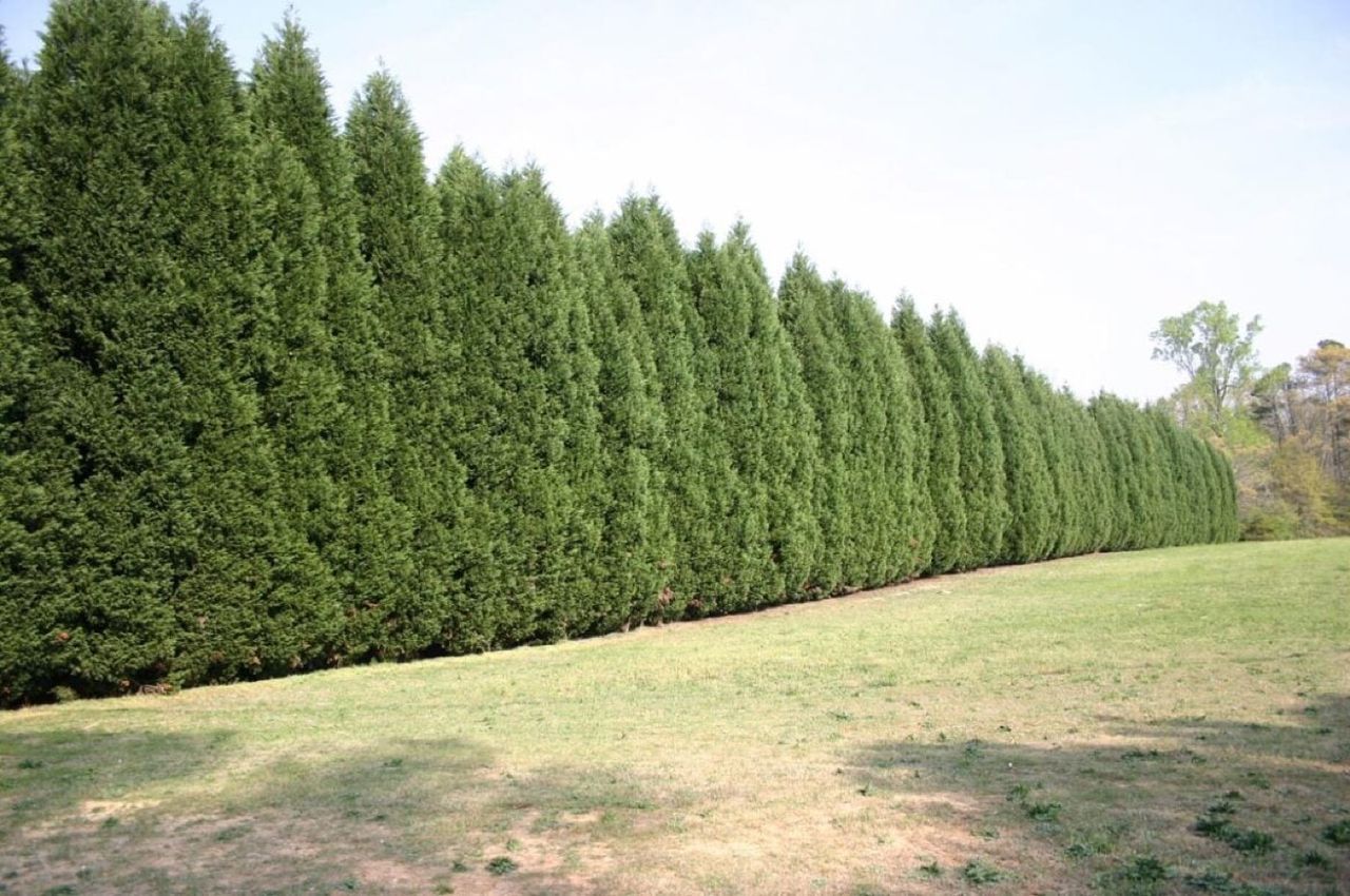 Cupressus x ovensii (Ovens Cypress) planted windbreak.