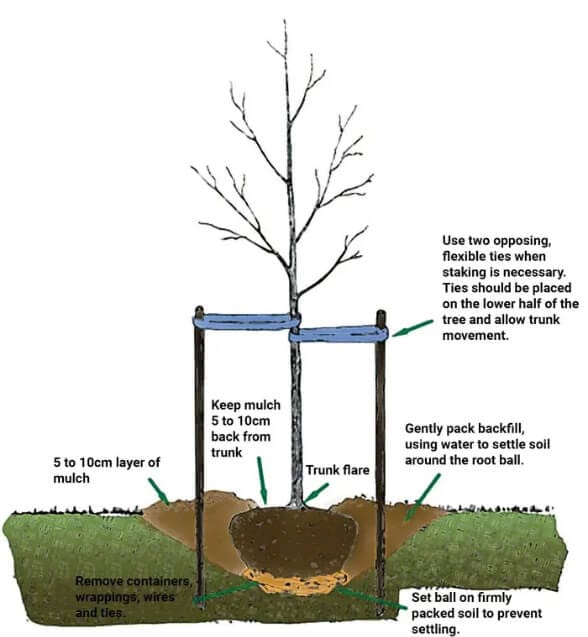 Diagram showing how to plant a tree: remove container, keep mulch away from trunk, use flexible ties for staking, and gently pack backfill with water. Illustrates proper tree planting techniques.