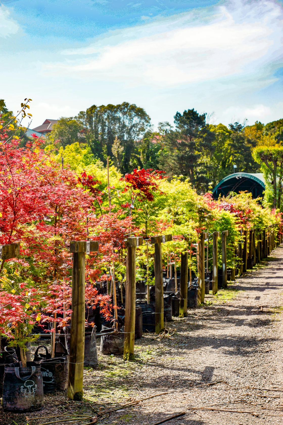 Rows of vibrant Wholesale Trees NZ, ablaze with red, yellow, and green foliage, line a gravel path at a nursery. Wooden posts support the potted trees under a bright blue sky.