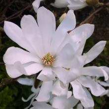 Close-up of a Star Magnolia blossom, showcasing its delicate white petals and yellow-green center. Several other blooms and budding branches are visible against a soft, blurred background.