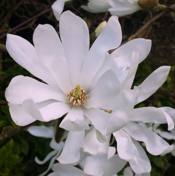 <i>Magnolia stellata</i> 'Waterlily' - Image 3