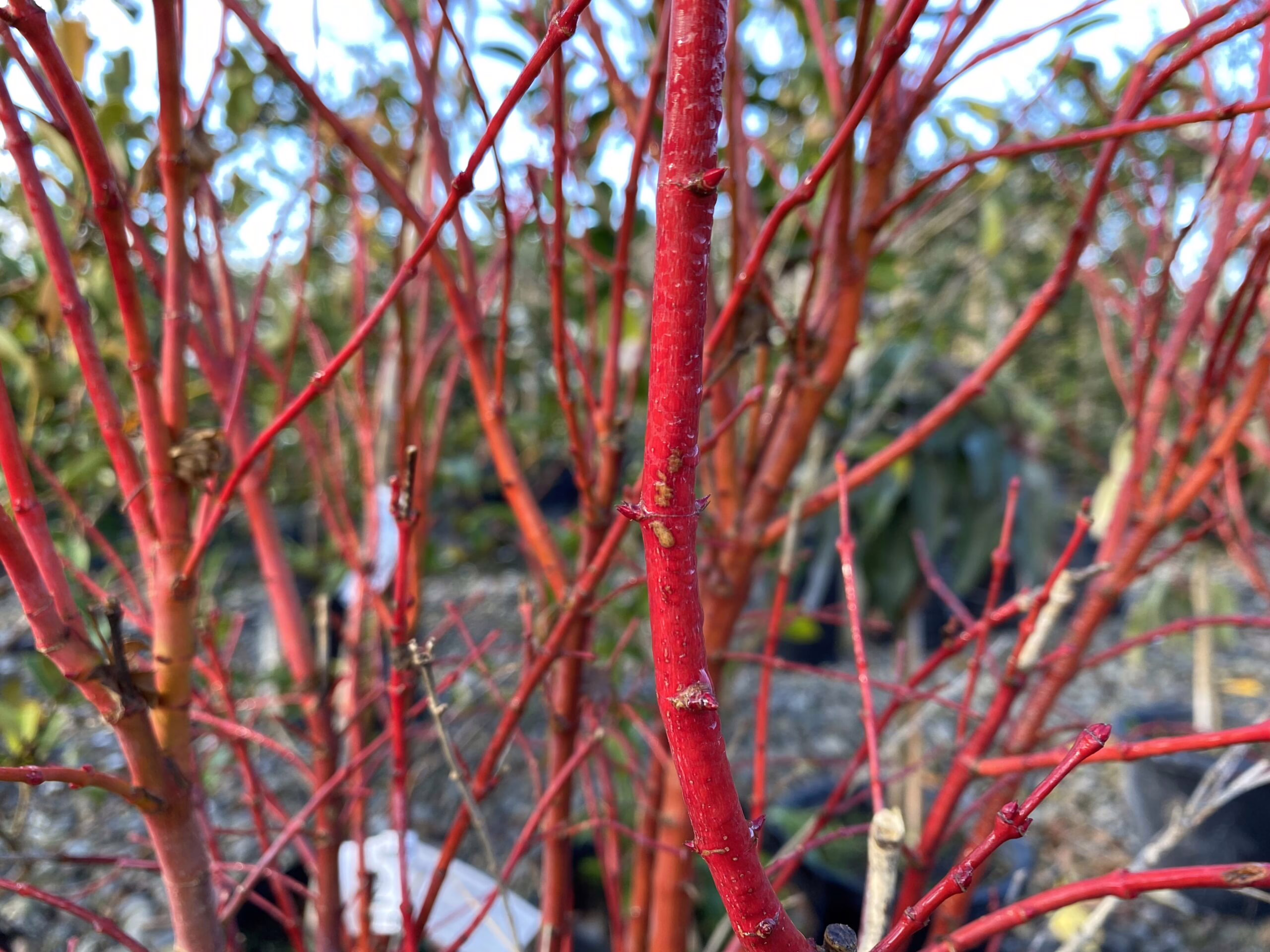Acer palmatum 'Fjellheim' (Japanese Maple) branches in winter