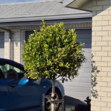 A neatly trimmed, round lollipop tree stands in a garden bed with red flowers in front of a modern house with a blue car parked in the driveway. The tree is supported by a black metal frame.