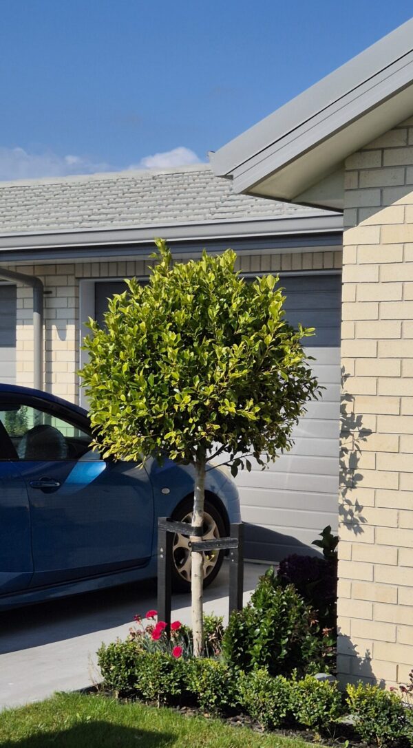 Ficus Tuffy Standard - New Plymouth Summerset