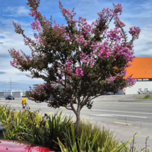 A vibrant Crape Myrtle tree blooms with pink flowers beside a street. The tree is surrounded by green and yellow foliage, with a red car partially visible in the foreground and a blue sky above.