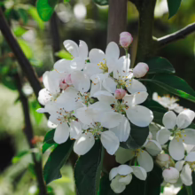 Close-up of apple blossoms in full bloom, showcasing delicate white petals with a hint of pink, clustered around a central branch. Fresh green leaves provide a vibrant backdrop, hinting at the promise of fruit to come.
