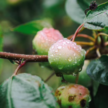 Close-up of crabapple tree branch with ripening fruit, speckled with raindrops. Green leaves provide a lush backdrop to the small, colorful apples, suggesting a fresh, natural setting.