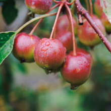 Close-up of crabapples on a branch, glistening with raindrops. The small, red and green fruits are surrounded by vibrant green leaves, creating a fresh, natural scene.