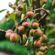 Close-up of crabapple tree branch laden with small, unripe crabapples glistening with raindrops. Green leaves and a blurred green background complete the fresh, natural scene.